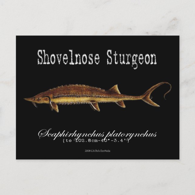Cartão Postal Sturgeon-Black-Postcard Shovelnose (Frente)
