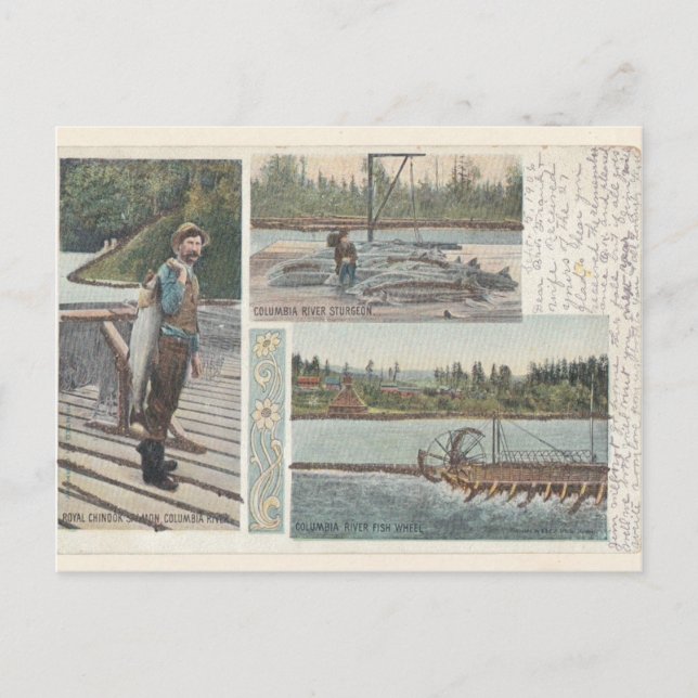 Cartão postal Sturgeon Salmon Wheel (Frente)