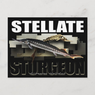 Cartão postal Sturgeon Stellate 3D