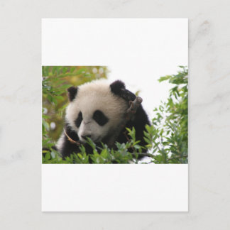 Cartão Postal Su Lin, filhote gigante de urso panda no zoológico