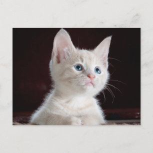 Cartão Postal Sua Foto Personalizada