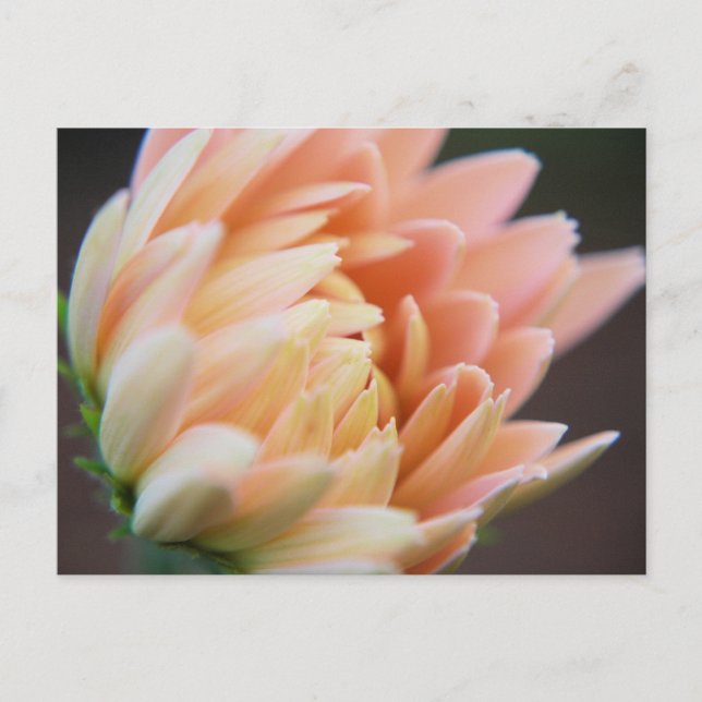 Cartão postal suave (Frente)