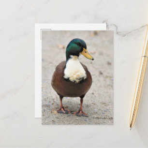 Cartão Postal Suave Doméstico Mallard Duclair Bibbed Odd Duck