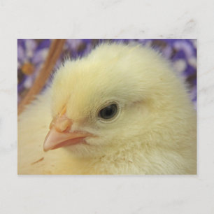 Cartão Postal Suavidade