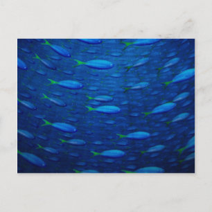 Cartão Postal Subaquático 4