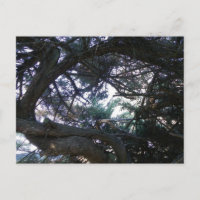 Subindo pelas árvores