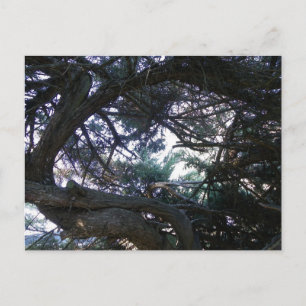 Cartão Postal Subindo pelas árvores