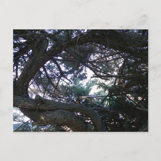 Cartão Postal Subindo pelas árvores (Frente)