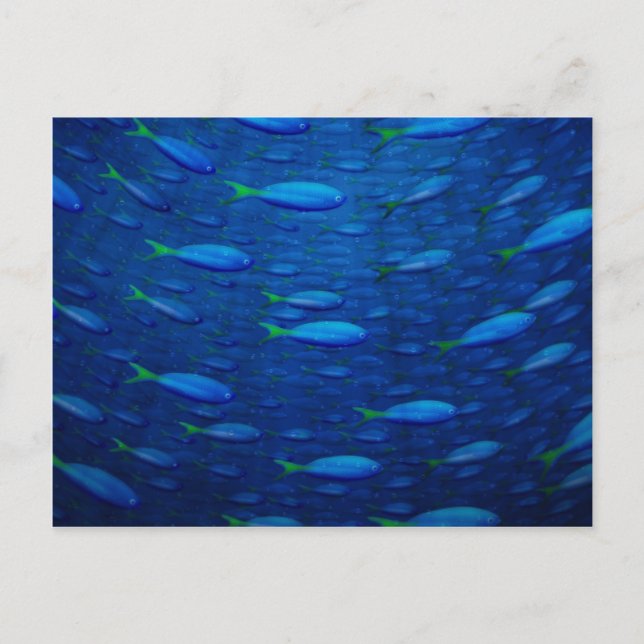 Cartão Postal Submarino 4 (Frente)