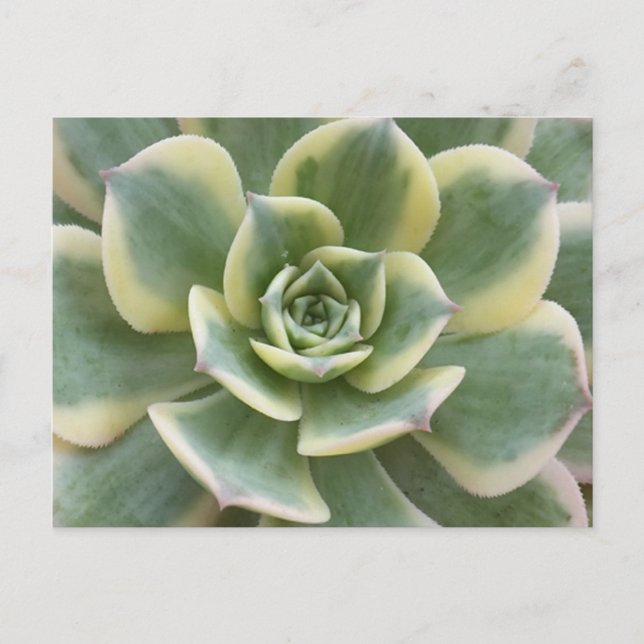 Cartão Postal Succulent Postcard (Frente)