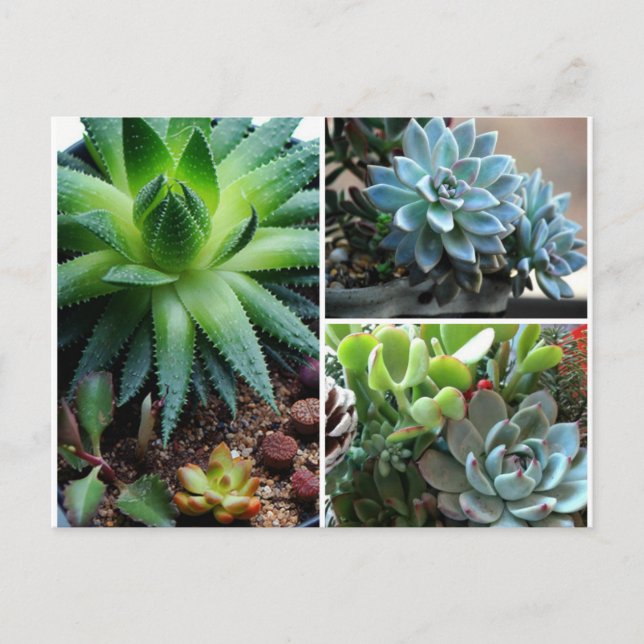 Cartão Postal Succulentes (Frente)