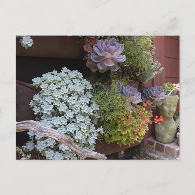Cartão Postal Succulents Postcard (Frente)