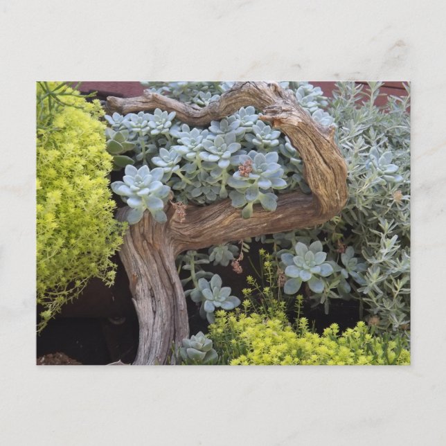 Cartão Postal Succulents Postcard (Frente)