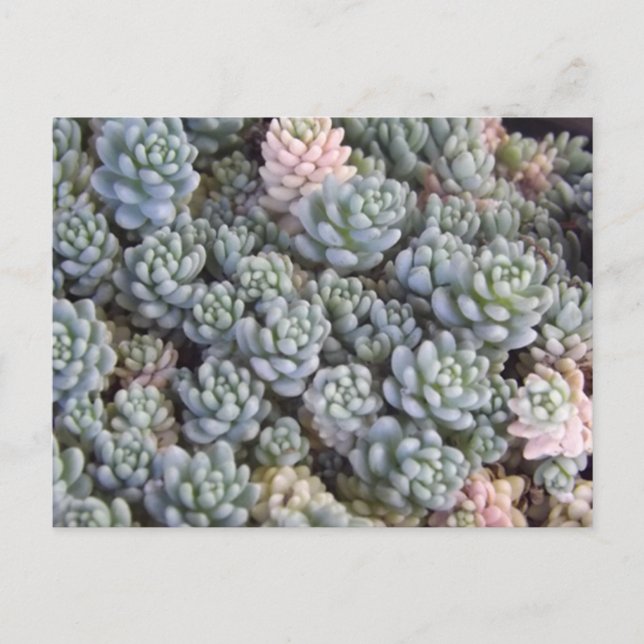 Cartão Postal Succulents Postcard (Frente)