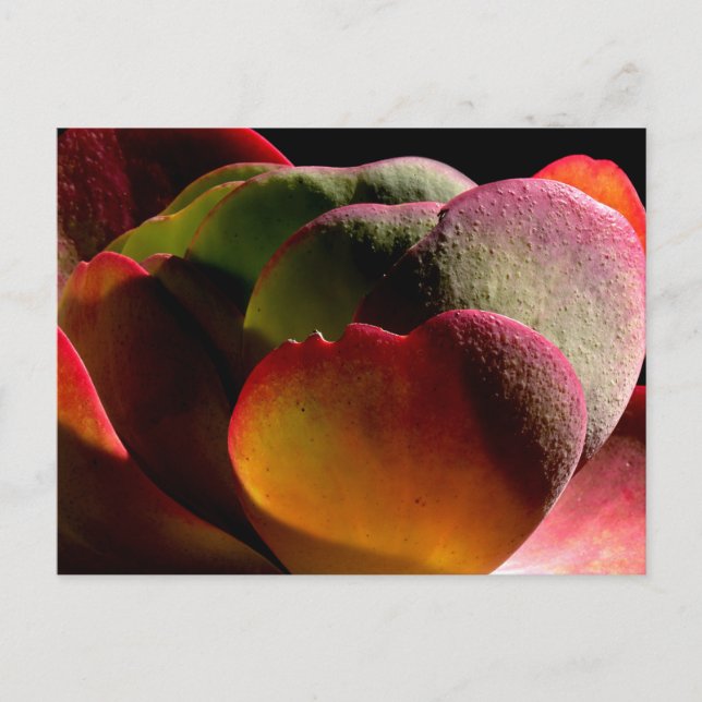 Cartão Postal Succult Desert Plant (Frente)