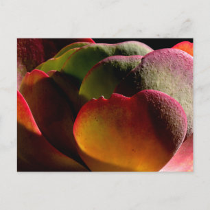 Cartão Postal Succult Desert Plant