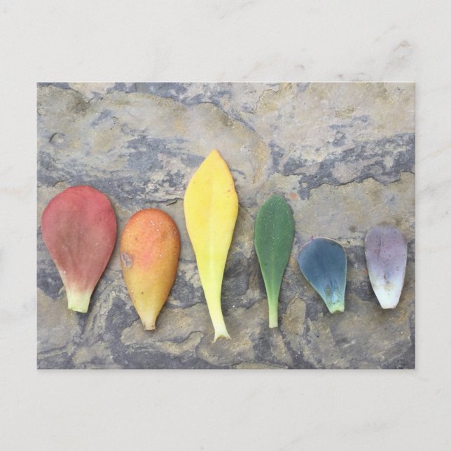 Cartão Postal Succult Leaf Rainbow (Frente)