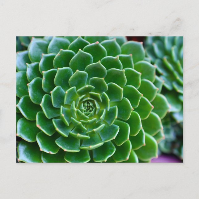 Cartão Postal Succults Echeveria (Frente)