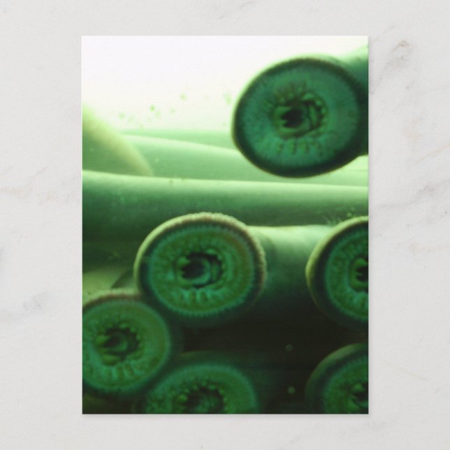 Cartão Postal Suckers (Frente)