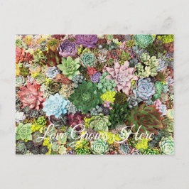 Cartão Postal Suculentos Coloridos