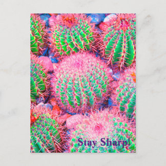 Cartão Postal Sucultivos de cactus rosa