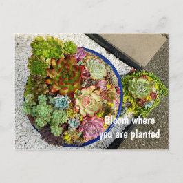 Cartão Postal Sucultivos em Planter