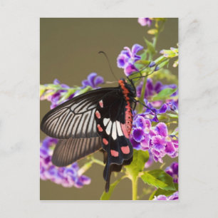 Cartão Postal Sudeste Asiático, Tailândia, Doi Inthanon, Papilio