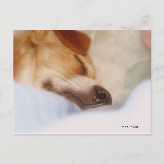 Cartão Postal Sugar Booger (Frente)