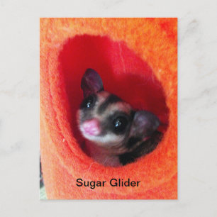 Cartão Postal Sugar Glider em cama laranja pendurada
