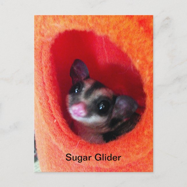 Cartão Postal Sugar Glider em cama laranja pendurada (Frente)
