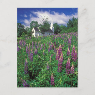 Cartão Postal Sugar Hill New Hampshire Lupines e Igreja