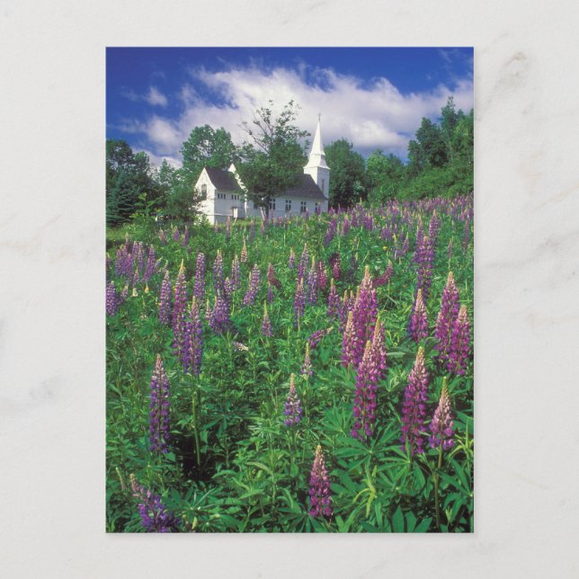 Cartão Postal Sugar Hill New Hampshire Lupines e Igreja (Frente)