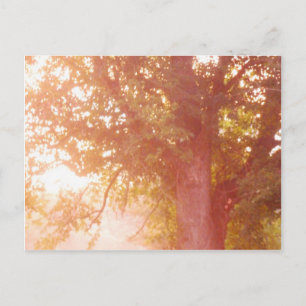 Cartão Postal Sugar Maple Tree Sunrise Foto