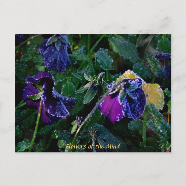 Cartão Postal Sugared Pansy, Flores da Mente (Frente)