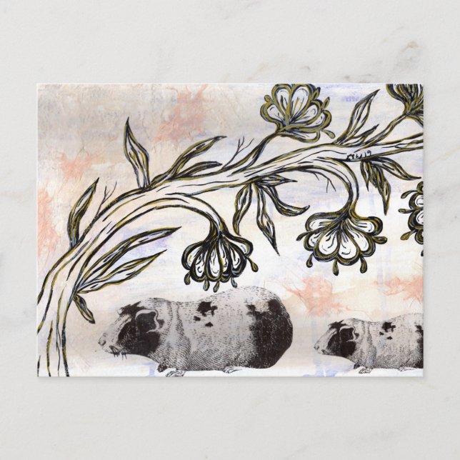 Cartão Postal Suínos-guineenses (Frente)