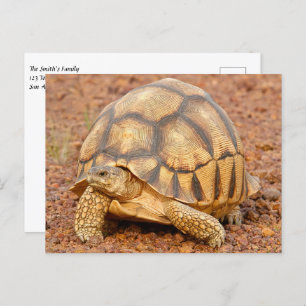 Cartão Postal Sulcata Tortoise