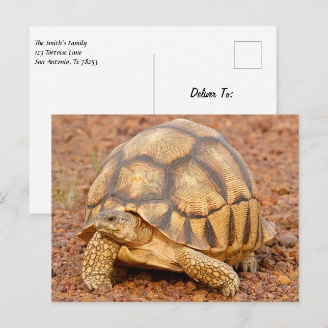 Cartão Postal Sulcata Tortoise (Frente/Verso)