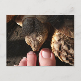 Cartão Postal Sulcata Tortoise Assistindo Pessoas