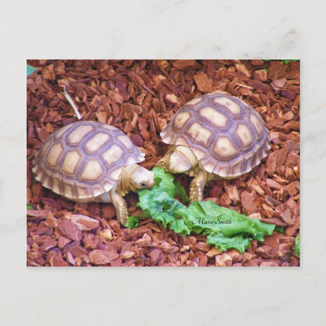 Cartão Postal Sulcata Tortoise Hatchlings (Frente)