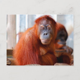Cartão Postal Sumatran Orangutan, Amigo e Inteligente