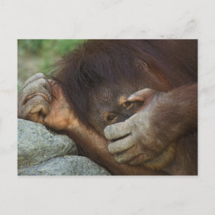 Cartão Postal Sumatran Orangutan, Pongo pygmaeus