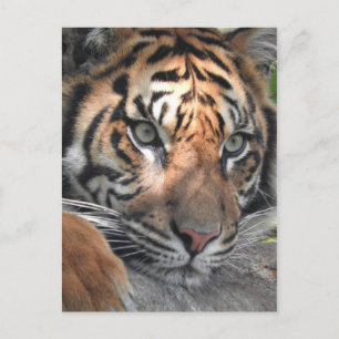 Cartão Postal Sumatran Tiger