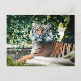 Cartão Postal Sumatran Tiger