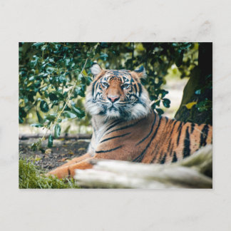 Cartão Postal Sumatran Tiger