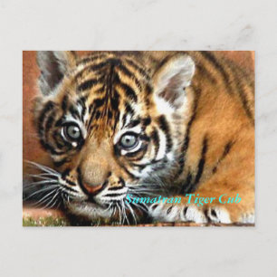 Cartão Postal Sumatran Tiger Cub