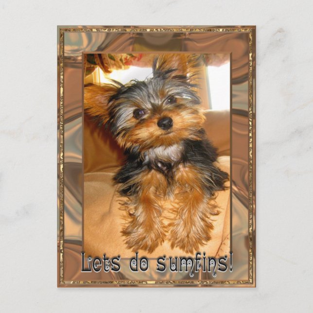 Cartão Postal Sumfins Yorkie (Frente)