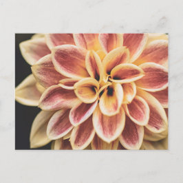 Cartão Postal Summer Dahlia Flower (Arte Floral)