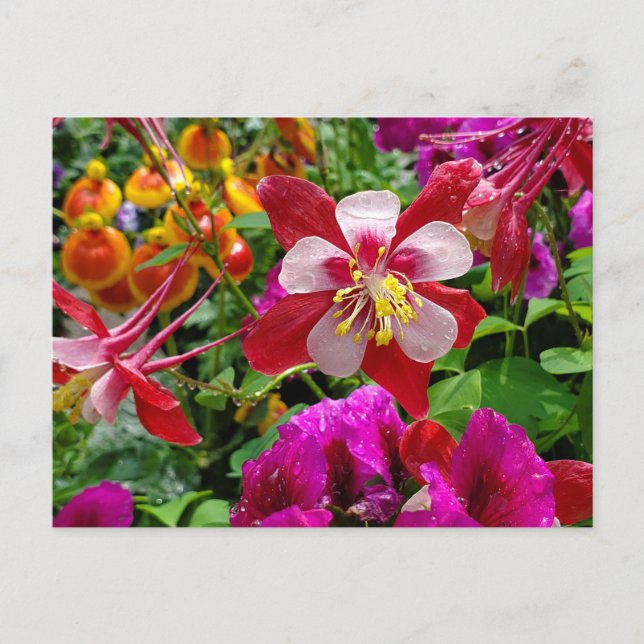 Cartão postal Summer Garden (Frente)