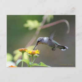 Cartão Postal Summer Hummer