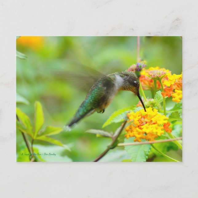 Cartão Postal Summer Hummingbird (Frente)